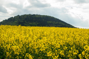 Obraz premium Rapsfeld