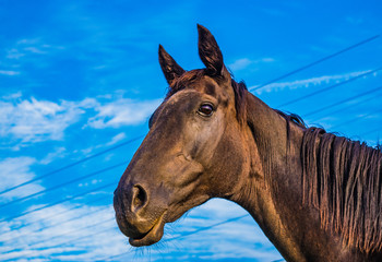 portrait of a horse