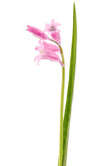 Pink flower of scilla , isolated on white background