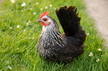 Closeup of hen in the grass 