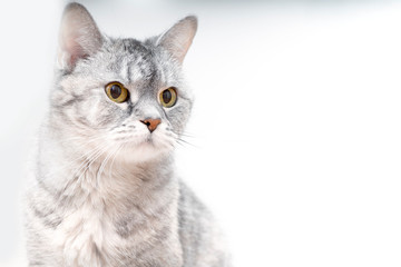 Portrait of a light gray cat with bright eyes. Advertising photo of a cat on a white background. Place for text