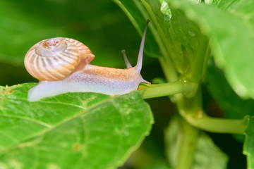 カタツムリ　アジサイの葉