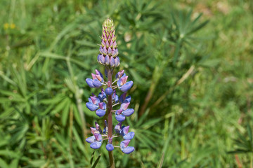 Flowering lupins along shore of the azure blue waters of Lago General Carrera in Patagonia, Chile