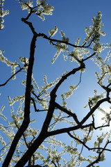 blooming of plum-tree againts the blue sky