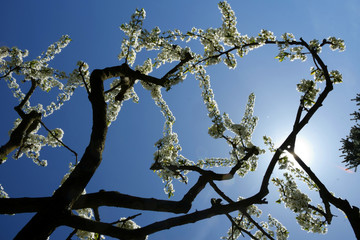 blooming of plum-tree againts the blue sky