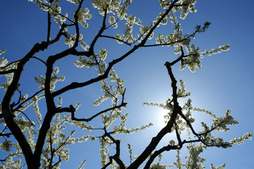 blooming of plum-tree againts the blue sky