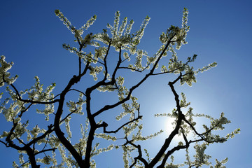 blooming of plum-tree againts the blue sky