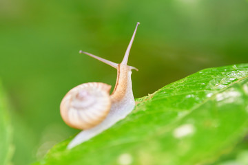 カタツムリ　上を見上げる