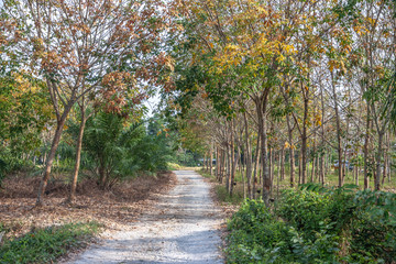 wood forest Deciduous roral  summer