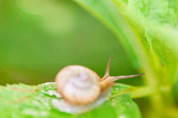 カタツムリ　アジサイ　梅雨　後ろ姿　明るい