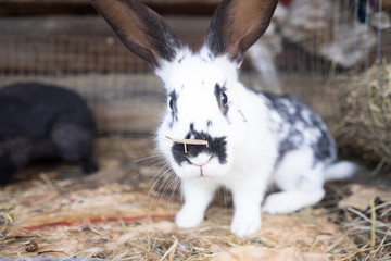 rabbit in hutch