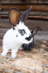 rabbit in hutch