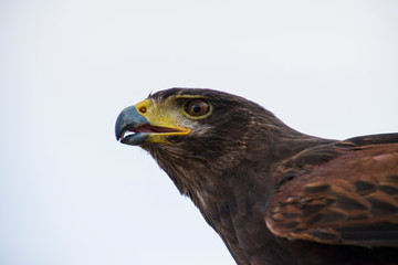 Aquila