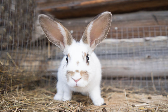 Rabbit In Hutch