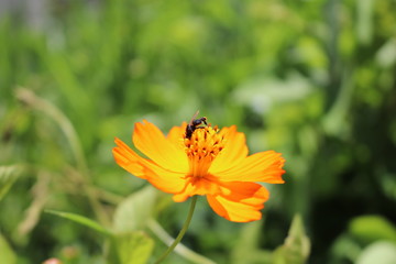 Orange Flower