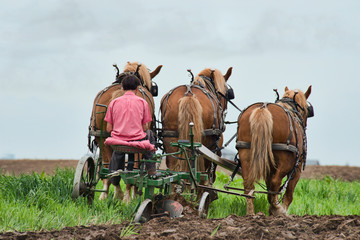 Amish Boy Plowing with Team of Horses