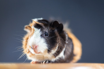 Guinea pig with 3 colors mix - sit on a chair with some carrot in studio then look at camera