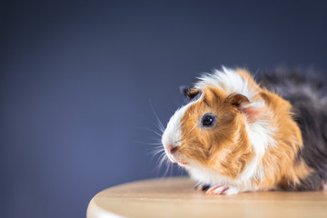 Guinea pig with 3 colors mix - sit on a chair in studio with soft black space
