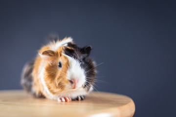 Guinea pig with 3 colors mix - look at camera and sit on a chair in studio with soft black space