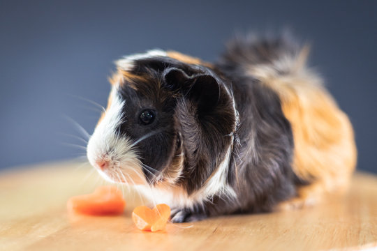 Guinea pig with 3 colors mix - sit and show black color side on a chair with some carrot in studio