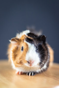 Guinea pig with 3 colors mix - face the camera and sit on a chair in studio