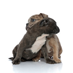 Amstaff puppies hugging each other and looking away
