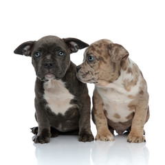 American Bully puppies curiously looking forward