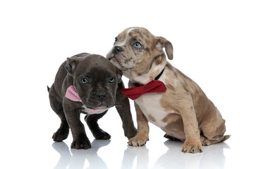 Amstaff puppies dressed up with bow ties being scared
