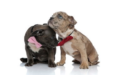 Two American Bully puppies comforting each other and looking around