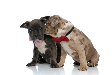 American Bully puppy looking forward and being kissed