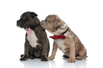 Amstaff puppies curiously looking to the side