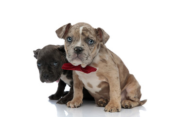 Guilty American Bully puppies looking forward and wearing bow ties