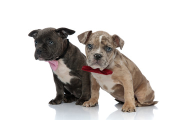 Serious looking Amstaff puppies staring and wearing bow ties