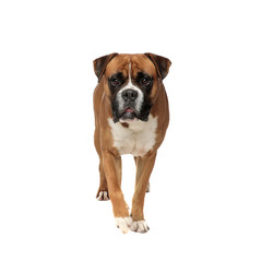 beutiful boxer stepping forward while looking at the camera