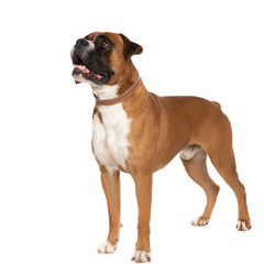 adorable little puppy standing and looking at a side