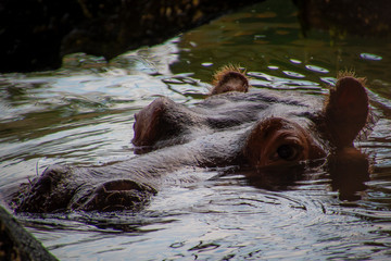 Fototapeta premium Ippopotamo