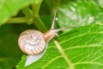 でんでん虫　カタツムリ　後ろ姿