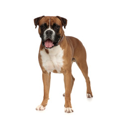 Obraz premium imposing boxer standing straight