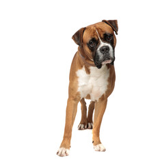 beutiful boxer standing in an awkward position