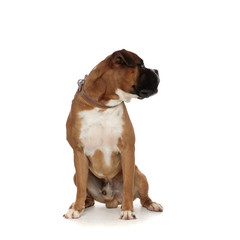 beutiful boxer standing on his rear legs looking away