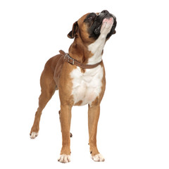 adorable boxer looking curiously up and to a side