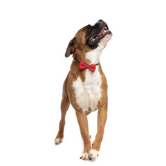 adorable elegant boxer looking curiously upwards