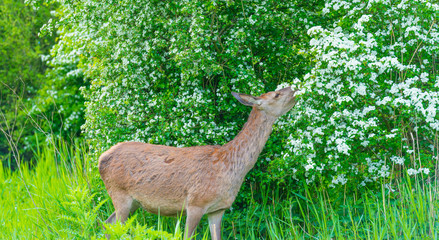 Roe deer eating white blossoms of a bush in a field in spring