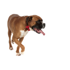playful elegant boxer moving around the room