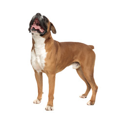 cute standing boxer looking upwards, panting