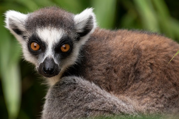Obraz premium Lemure