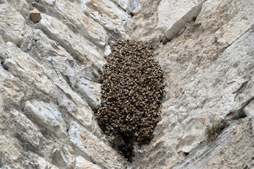 essaim d'abeilles