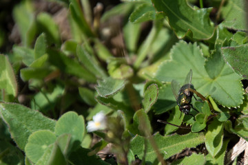 Mosca