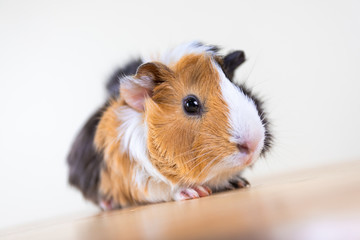 Guinea pig with 3 colors mix - look at camera and sit on a chair in studio white tone