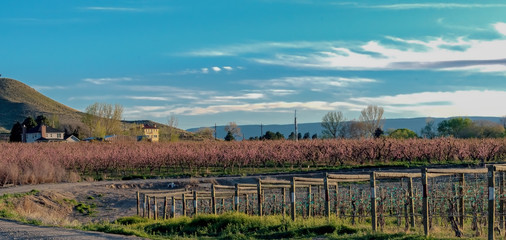 Fototapeta na wymiar Orchards and Vineyards in Palisade, Colorado